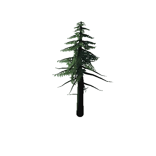 Conifer Tree 3